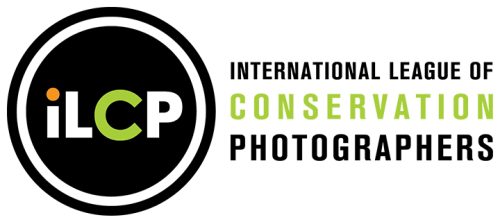 Fotógrafos de animales: International League of Conservation Photographers